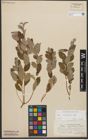 Foto von Salix starkeana Willd.
